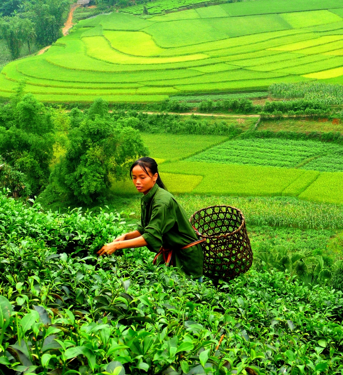 Darjeeling 2025